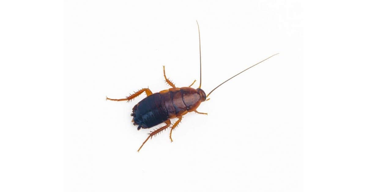 ANTHOUSE.ES - Cucaracha Red Runner Sherfordella Lateralis - Alimento Vivo Nutritivo y Resistente - Bajo en Grasa, Rico en Proteína - Talla L (50 uds)