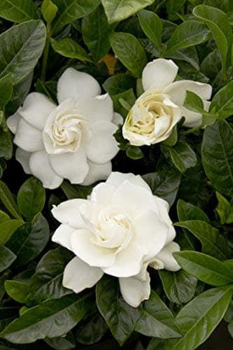 1 Gallon Gardenia August Beauty Shrub