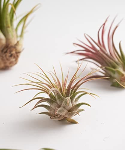 Shop Succulents | Assorted Collection of Live Air Plants, Hand Selected Variety Pack of Air Succulents | Collection of 6