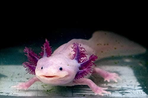 AQUATICBLENDEDFOODS Gourmet Axolotl Soft Food Pellet Mix 3.2mm & 4.0mm & MINI BLOODWORM Sticks - A7 (5oz) — view 5