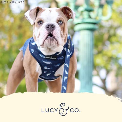 Lucy & Co. Reversible Dog Harness - Water-Repellent Neoprene, Dual-Print Design, Easy Swap Style, Adjustable Comfort Fit - Shark Attack Reversible Harness - Large — view 4