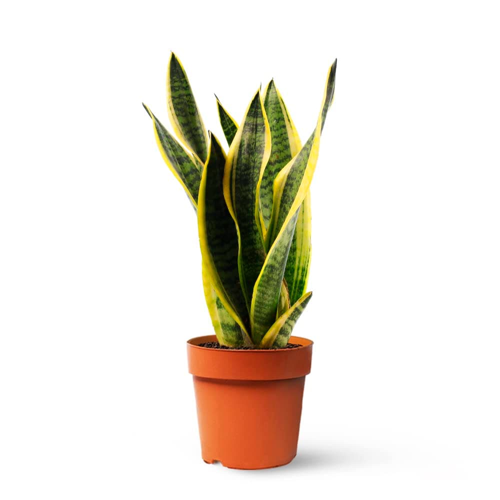 Sansevieria Trifasciata o Laurentii - Lengua de Suegra | Planta suculenta natural ideal para interior con altura de 50-60 cm en maceta del 17ø | April Plants