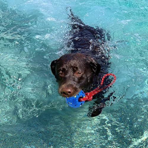 BABORUI Floating Dog Pool Toy – Durable E-TPU Dog Water Toy for Fetch & Chew, Bright Floating Dogs Toys for Pool, Beach & Outdoor Play – Dogs Beach Essentials (Rope Ball)