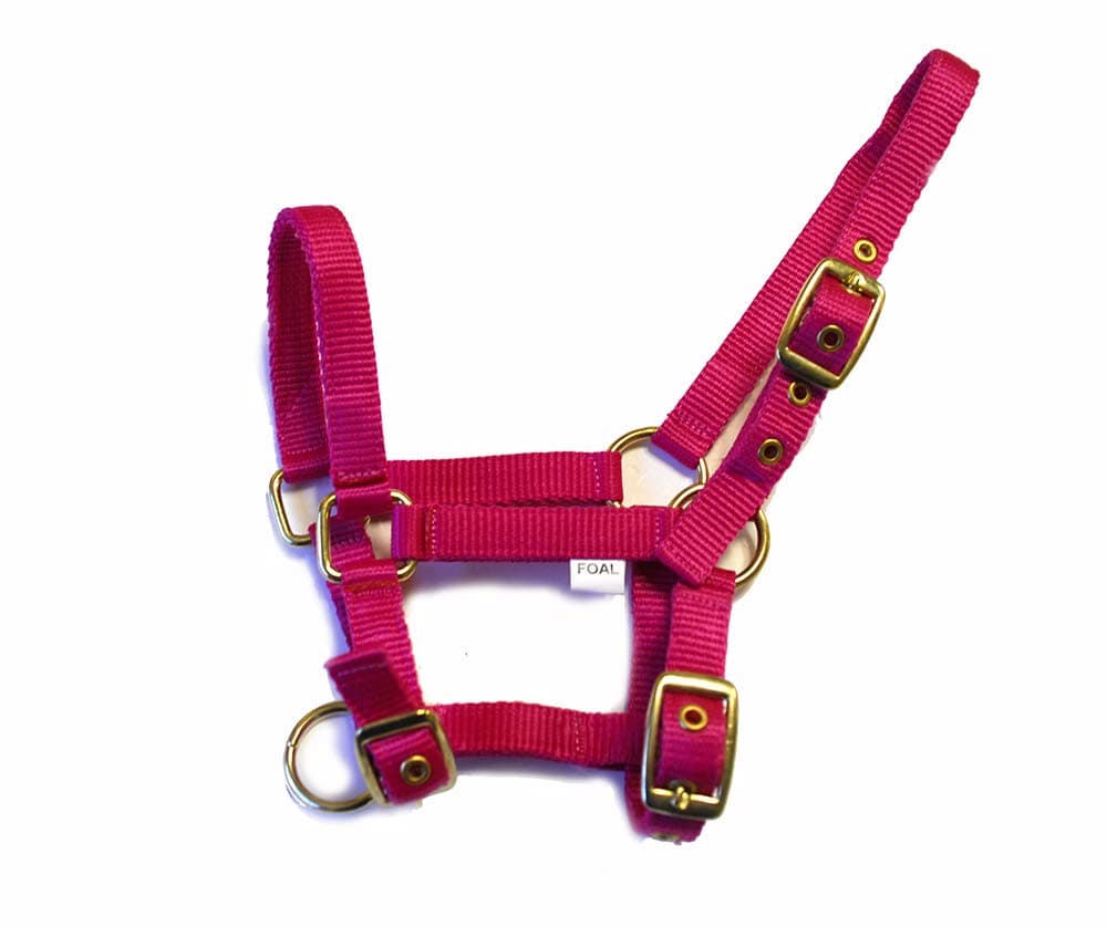Rhinegold Collar de Nylon Potro