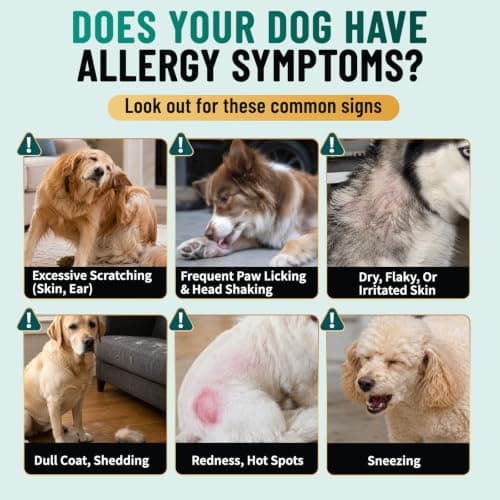 Dog Allergy Chews Omega 3 is Human, Itch Relief for Dogs Multivitamin Itch Skin, Paw Licking, Yeast Ear, Seasonal Allergies, Immune Gut Support with Colostrum Probiotics– 90ct Chicken Flavor — view 2