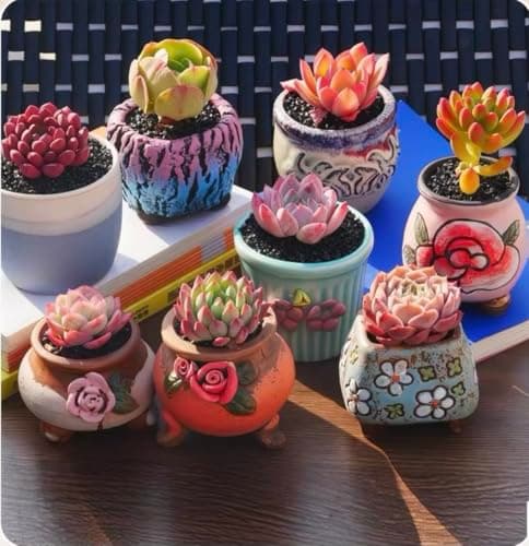Generic 500pcs Mixed Succulent Seeds | High Germination Rare Succulents | Non-GMO Drought Tolerant for Indoor Outdoor Home Garden Canada