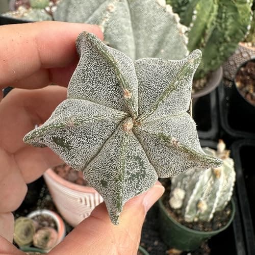 Pentagonal White-Maculated Bishop's Cap Cactus | Astrophytum myriostigma | Low-Maintenance Live Indoor Plant
