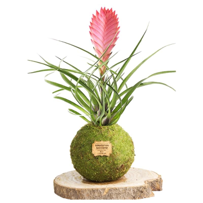 Kokedama Tillandsia Rosa - Kokedama Interior | Bola de Musgo Vivo | Planta Natural | Planta Interior | Decoración Hogar | Fácil Cuidado y Mantenimiento