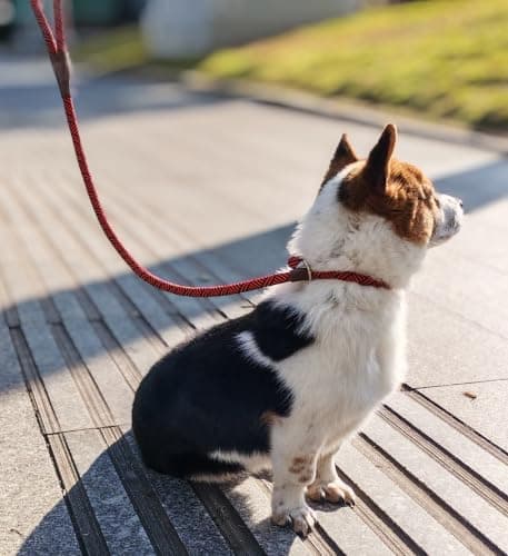 SEPXUFORE 3 FT Slip Lead Dog Leash, No Pull Nylon Training Lead — view 5