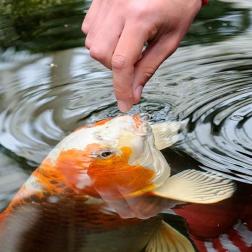 TetraPond Spring & Fall Diet Floating Pond Sticks, 1.72-Pound — view 3