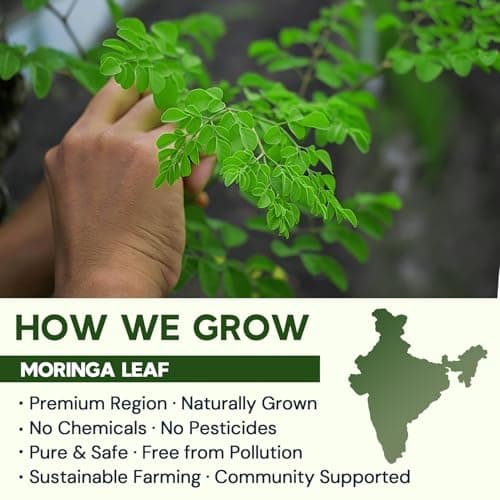 Moringa Leaf Tea - Caffeine Free, 50 Tea Bags — view 2