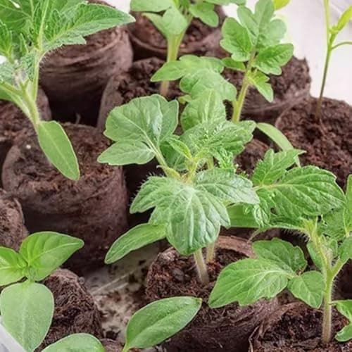 VOLINESSTI Peat Pellets 35mm 60 PCS, Seed Starter Peat, Compressed Seed Starting Pellets, Nutrient Block Potting Soil for Garden Planting, Flowers, Vegetables, Herbs