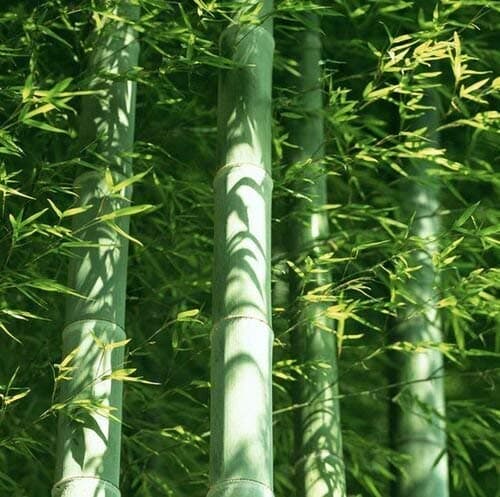A Package 60 Pieces easy grow Fresh Giant Moso Bamboo Seeds for DIY Home Garden Plant * Best Organic bonsai