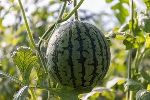250+ Watermelon Seeds, 5 Variety Packs Melon Fruit Seeds Garden Non-GMO Heirloom Cantaloupe, Crimson Sweet Watermelon, Yellow Canary Melon, Green Flesh Honeydew Melon, Sugar Baby Watermelon