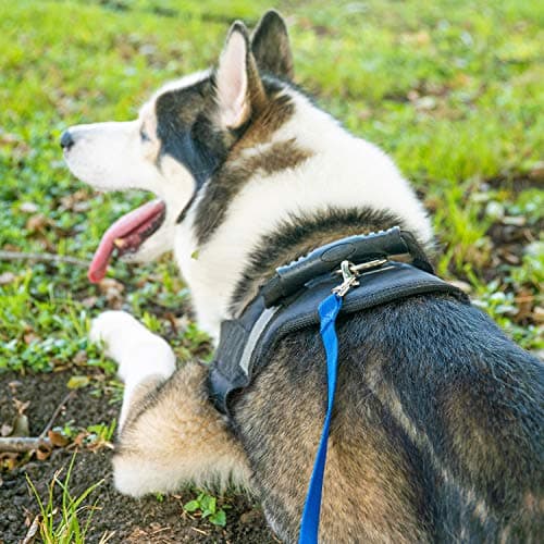Hi Kiss Dog/Puppy Obedience Recall Training Agility Lead - 15ft 20ft 30ft 50ft 100ft Training Leash - Great for Training, Play, Camping, or Backyard (30 Feet, Green) — view 4