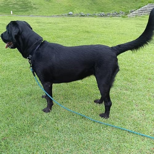 BTINESFUL Long Dog Leash, 10/15/20/30/50FT Dog Training Leash with Soft Handle, Reflective Heavy Duty Rope Dog Lead for Medium Large Dogs Outside Play, Camping (3/8" x 15ft, Blue) — view 5