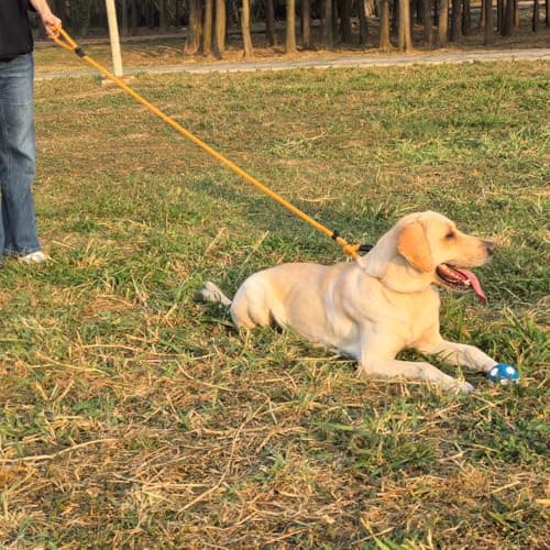 MORXIL Slip Leads for Dogs, Heavy Duty No Pull Dog Training Leash, 6FT Strong Nylon Rope Slip Leash for Large Medium Dogs, Durable Comfortable Pet Control Leashes (Yellow) — view 2