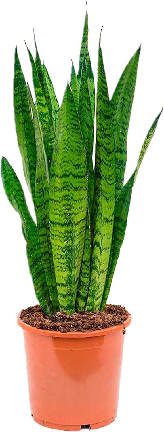 Sanseviera LAURENTI - Lengua de suegra Y Lengua de tigre - Planta natural para casa u oficina - Planta de interior de decoración (Lengua de Suegra) SP20