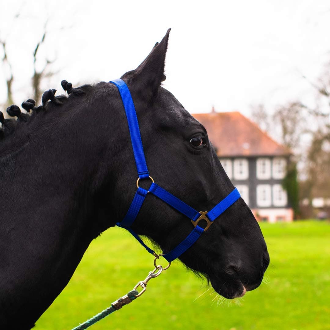 Cabestro para caballo de sangre caliente, sangre completa, sangre fría – 2 posiciones ajustables en la barbilla y la nuca (azul real, sangre completa)