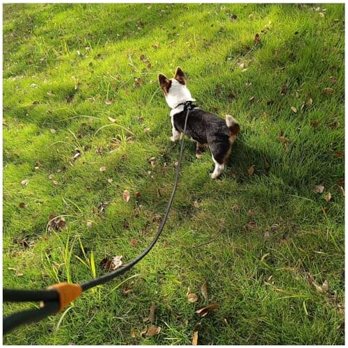 Boswany 6ft Small Slip Lead Dog Training Leash, 1/4-In Lightweight Rope Slip Leash, No-Pull Cute Leashes for Medium Small Dogs Puppy Pets (Black, 1/4" x 6ft) — view 5
