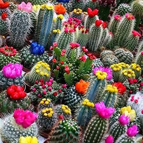 SeedsUP - 25+ Cactus Cacti Succulent - Flower Mix