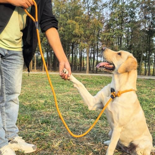 MORXIL Slip Leads for Dogs, Heavy Duty No Pull Dog Training Leash, 6FT Strong Nylon Rope Slip Leash for Large Medium Dogs, Durable Comfortable Pet Control Leashes (Yellow) — view 4