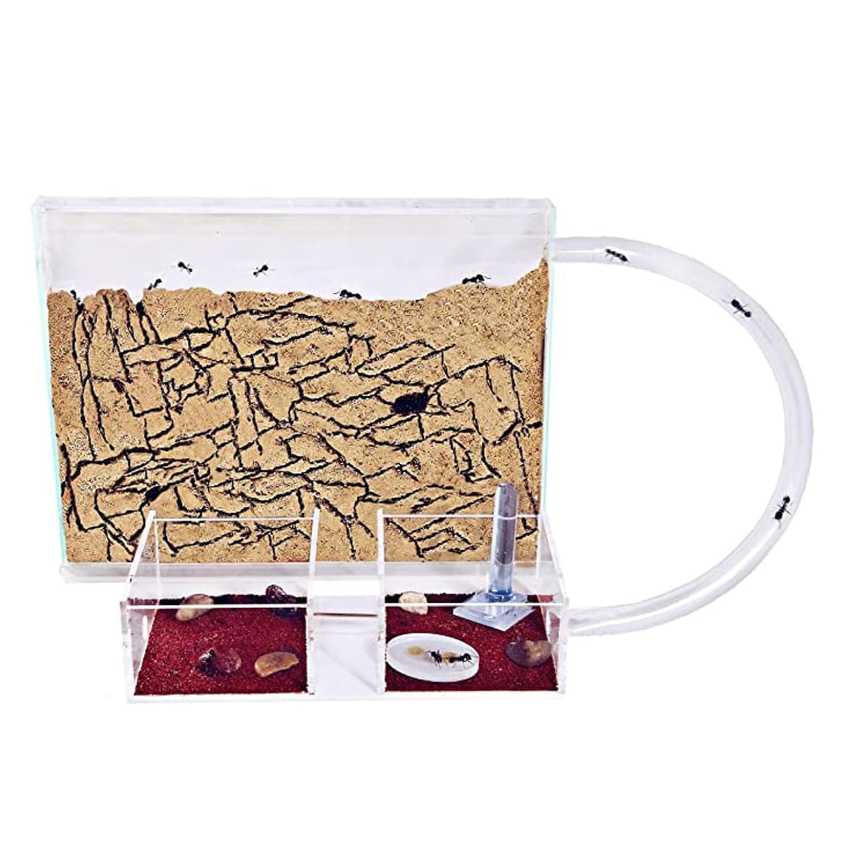 Anthouse.es - Hormiguero Natural de Arena - Kit Medium Hormiguero Acrílico (Sándwich + Caja de Forrajeo) - Granja de Hormigas con Colonia de Hormigas Incluida - 25x20x1,8 cm y 20x12x12 cm