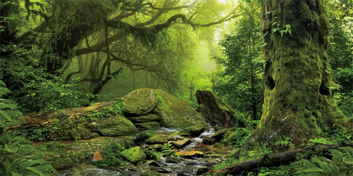 180x61cm Tropical Forest Terrarium Background Stream Green Huge Tree Reptile Habitat Background Foggy Rainforest Aquarium Background Vinyl