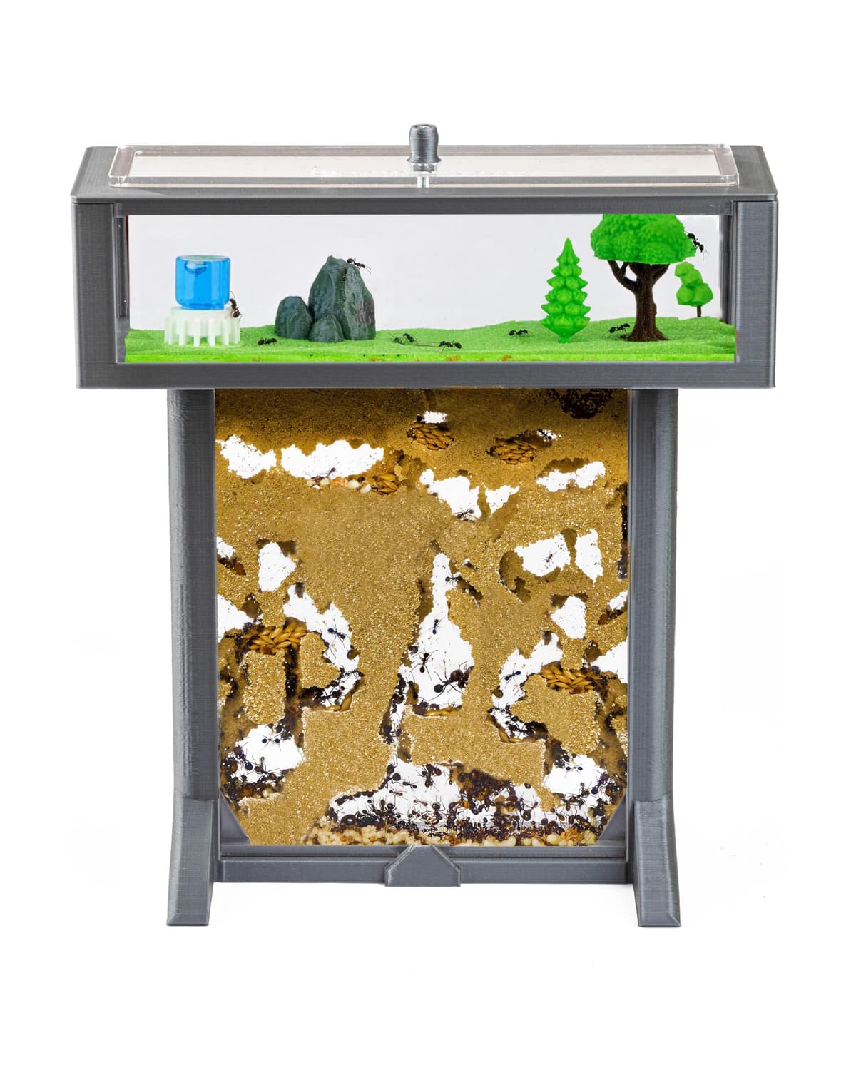 Anthouse.es - Kit Hormiguero Acrílico de Arena en Forma de T 3D - Sándwich y Caja de Forrajeo - Hormiguero con Hormigas Vivas Incluidas (Reina, Obreras, Huevos y Larvas) - Color Gris