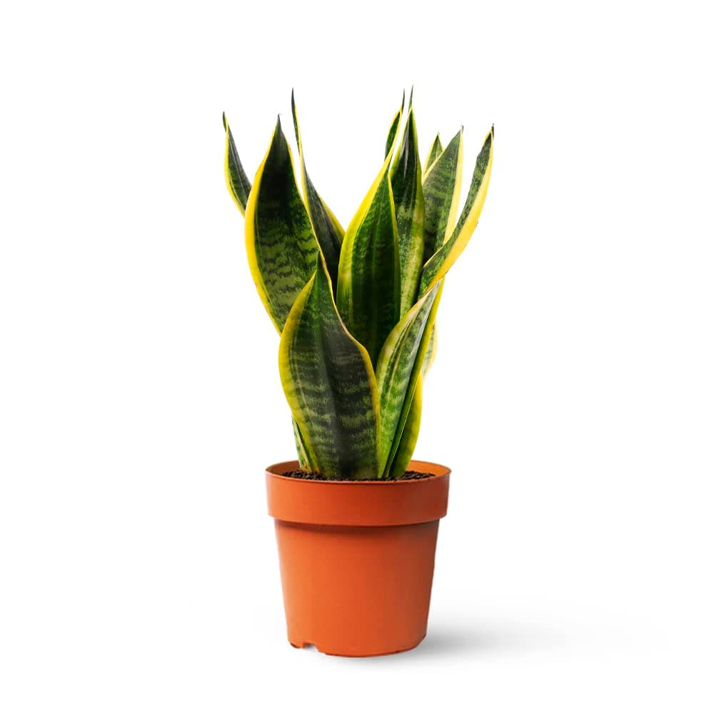 Sansevieria Trifasciata o Laurentii - Lengua de Suegra | Planta suculenta natural ideal para interior con altura 20-25 cm en maceta de 10ø | April Plants