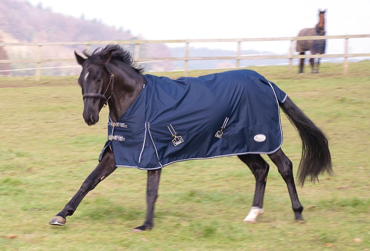 Rhinegold Torrent Outdoor Rug - 4/0 - Black